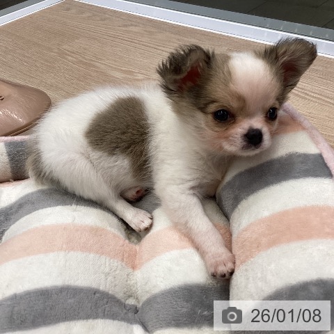 大阪府のチワワ(ロング) (ペットプラス ららぽーと和泉店/2025年11月7日生まれ/男の子/ホワイトフォーン)の子犬の4枚目の画像