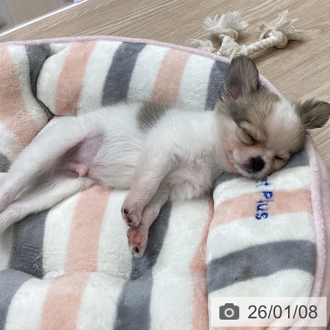 大阪府のチワワ(ロング) (ペットプラス ららぽーと和泉店/2025年11月7日生まれ/男の子/ホワイトフォーン)の子犬の3枚目の画像