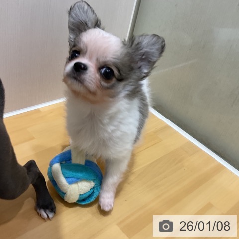 奈良県のチワワ(ロング) (ペットプラス 大和郡山店/2025年11月7日生まれ/男の子/ホワイトフォーン)の子犬の4枚目の画像