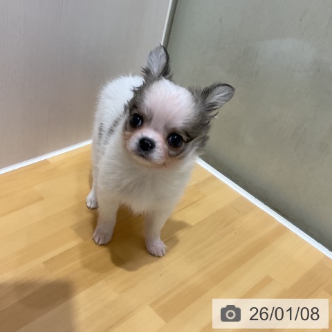 奈良県のチワワ(ロング) (ペットプラス 大和郡山店/2025年11月7日生まれ/男の子/ホワイトフォーン)の子犬の3枚目の画像