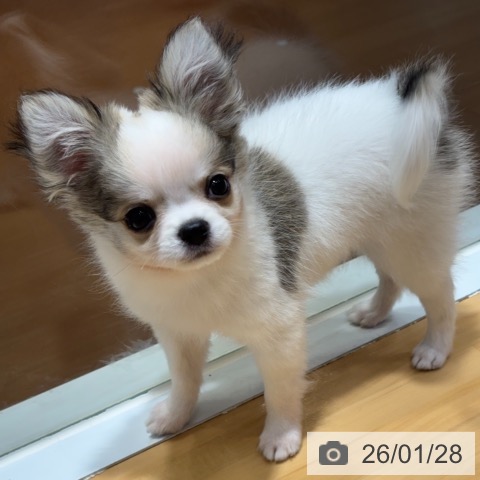 奈良県のチワワ(ロング) (ペットプラス 大和郡山店/2025年11月7日生まれ/男の子/ホワイトフォーン)の子犬の3枚目の画像