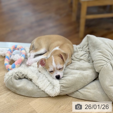 京都府のチワワ(ロング) (ペットプラス 久御山店/2025年11月6日生まれ/女の子/レッドホワイト)の子犬の4枚目の画像