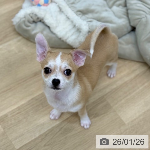 京都府のチワワ(ロング) (ペットプラス 久御山店/2025年11月6日生まれ/女の子/レッドホワイト)の子犬の3枚目の画像