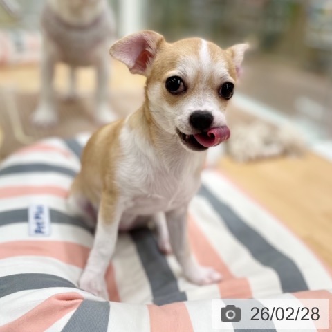 京都府のチワワ(ロング) (ペットプラス 醍醐店/2025年11月6日生まれ/女の子/レッドホワイト)の子犬の4枚目の画像