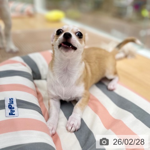 京都府のチワワ(ロング) (ペットプラス 醍醐店/2025年11月6日生まれ/女の子/レッドホワイト)の子犬の3枚目の画像