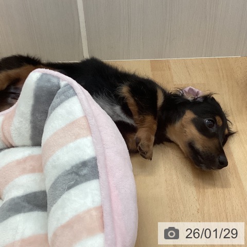 ミニチュア・ダックスフンドの写真