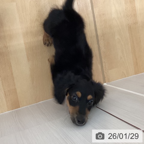 ミニチュア・ダックスフンドの写真