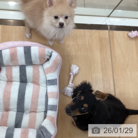 ミニチュア・ダックスフンドの写真