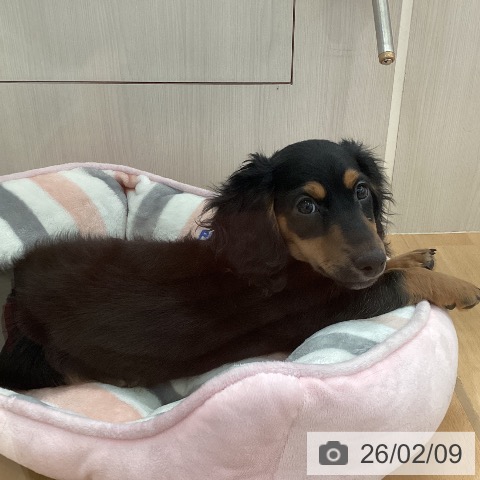 新潟県のミニチュアダックスフンド(ロング) (ペットプラス 新潟青山店/2025年11月5日生まれ/男の子/ブラックタン)の子犬の4枚目の画像