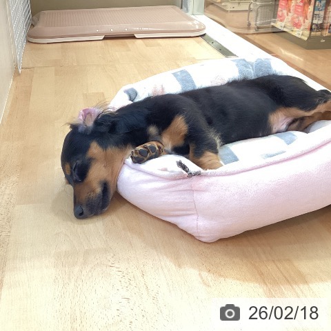 新潟県のミニチュアダックスフンド(ロング) (ペットプラス 新潟青山店/2025年11月5日生まれ/男の子/ブラックタン)の子犬の4枚目の画像