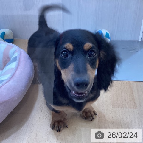 新潟県のミニチュアダックスフンド(ロング) (ペットプラス 新潟青山店/2025年11月5日生まれ/男の子/ブラックタン)の子犬の4枚目の画像