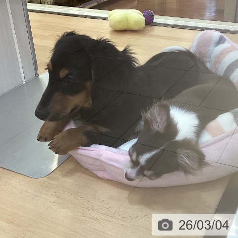 新潟県のミニチュアダックスフンド(ロング) (ペットプラス 新潟青山店/2025年11月5日生まれ/男の子/ブラックタン)の子犬の4枚目の画像