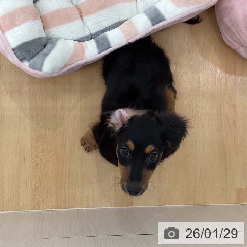 新潟県のミニチュアダックスフンド(ロング) (ペットプラス 新潟青山店/2025年11月5日生まれ/男の子/ブラックタン)の子犬の3枚目の画像