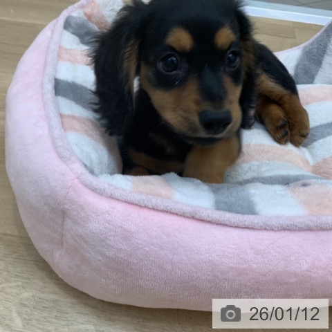 京都府のミニチュアダックスフンド(ロング) (ペットプラス 久御山店/2025年11月5日生まれ/男の子/ブラックタン)の子犬の3枚目の画像