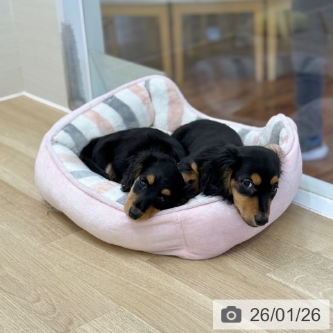 京都府のミニチュアダックスフンド(ロング) (ペットプラス 久御山店/2025年11月5日生まれ/男の子/ブラックタン)の子犬の4枚目の画像