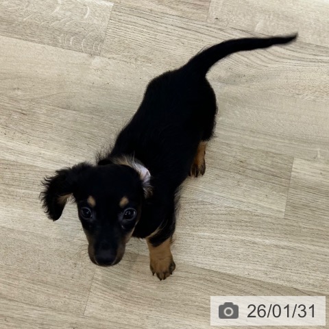 ミニチュア・ダックスフンドの写真