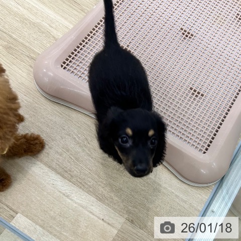 ミニチュア・ダックスフンドの写真