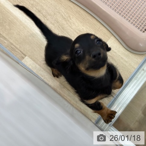 大阪府のミニチュアダックスフンド(ロング) (ペットプラス 松原店/2025年11月6日生まれ/男の子/ブラックタン)の子犬の4枚目の画像