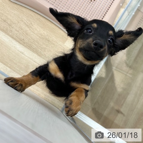 大阪府のミニチュアダックスフンド(ロング) (ペットプラス 松原店/2025年11月6日生まれ/男の子/ブラックタン)の子犬の3枚目の画像