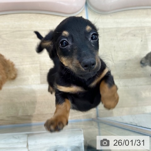 大阪府のミニチュアダックスフンド(ロング) (ペットプラス 松原店/2025年11月6日生まれ/男の子/ブラックタン)の子犬の3枚目の画像