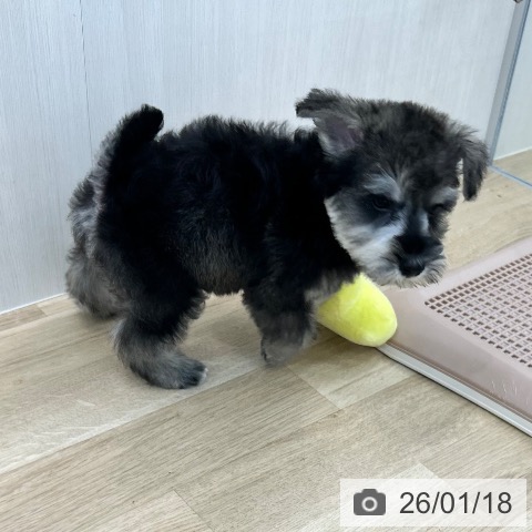 ミニチュア・シュナウザーの写真