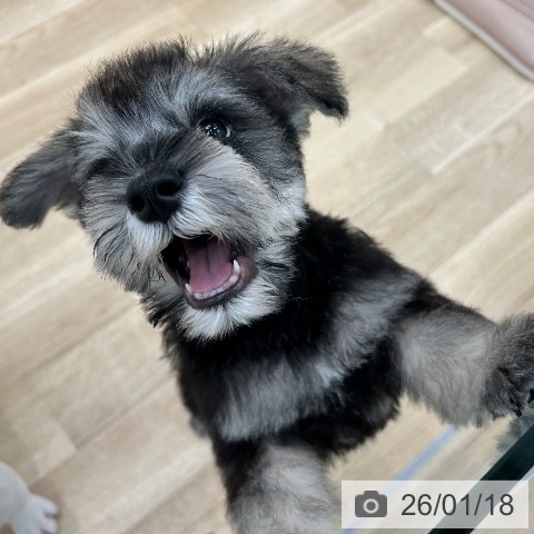 ミニチュア・シュナウザーの写真