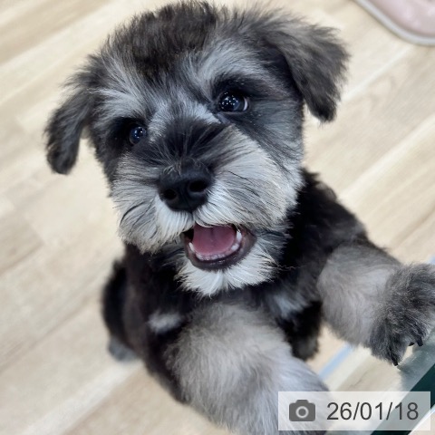 ミニチュア・シュナウザーの写真