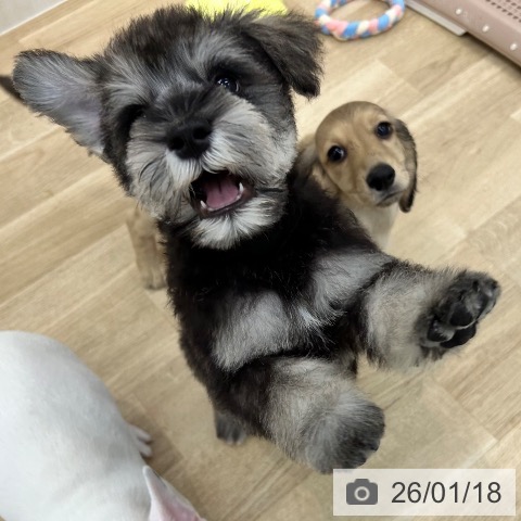 ミニチュア・シュナウザーの写真