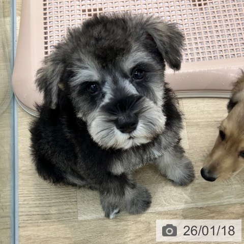 大阪府のミニチュアシュナウザー (ペットプラス 松原店/2025年11月5日生まれ/男の子/ソルトペッパー)の子犬の4枚目の画像