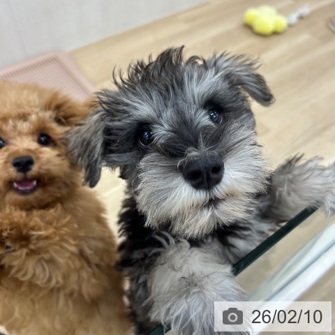 大阪府のミニチュアシュナウザー (ペットプラス 松原店/2025年11月5日生まれ/男の子/ソルトペッパー)の子犬の4枚目の画像