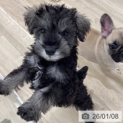 大阪府のミニチュアシュナウザー (ペットプラス りんくう泉南店/2025年11月5日生まれ/男の子/ソルトペッパー)の子犬の3枚目の画像