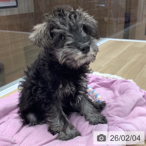 大阪府のミニチュアシュナウザー (ペットプラス りんくう泉南店/2025年11月5日生まれ/男の子/ソルトペッパー)の子犬の4枚目の画像