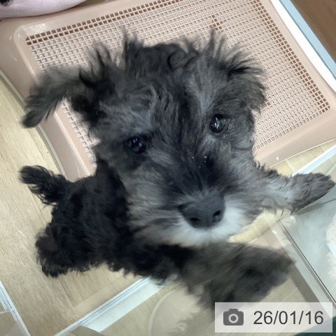 大阪府のミニチュアシュナウザー (ペットプラス りんくう泉南店/2025年11月5日生まれ/男の子/ソルトペッパー)の子犬の3枚目の画像