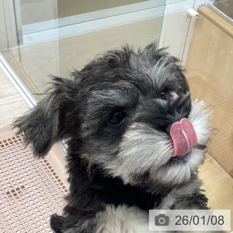 大阪府のミニチュアシュナウザー (ペットプラス ららぽーと和泉店/2025年11月5日生まれ/男の子/ソルトペッパー)の子犬の4枚目の画像