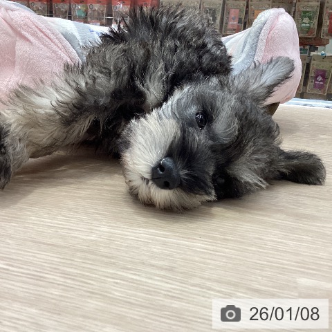 大阪府のミニチュアシュナウザー (ペットプラス ららぽーと和泉店/2025年11月5日生まれ/男の子/ソルトペッパー)の子犬の3枚目の画像