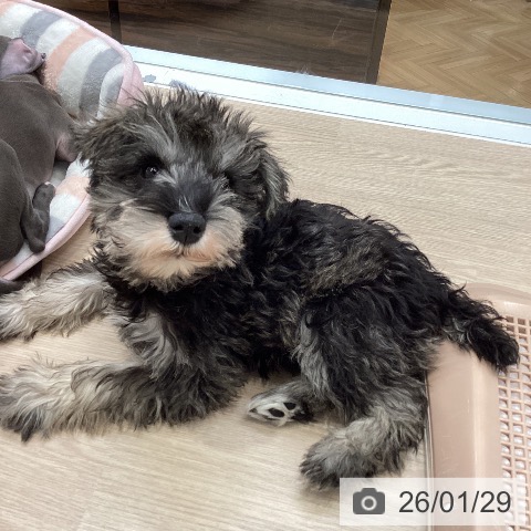 大阪府のミニチュアシュナウザー (ペットプラス ららぽーと和泉店/2025年11月5日生まれ/男の子/ソルトペッパー)の子犬の3枚目の画像