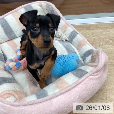 大阪府のミニチュアピンシャー (ペットプラス りんくう泉南店/2025年11月6日生まれ/男の子/ブラックタン)の子犬の3枚目の画像