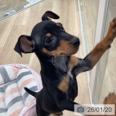 ミニチュア・ピンシャーの写真