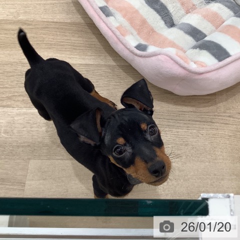 ミニチュア・ピンシャーの写真