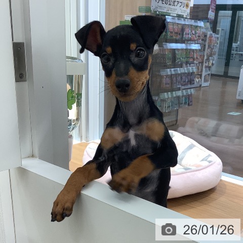大阪府のミニチュアピンシャー (ペットプラス りんくう泉南店/2025年11月6日生まれ/男の子/ブラックタン)の子犬の4枚目の画像