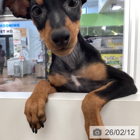 大阪府のミニチュアピンシャー (ペットプラス りんくう泉南店/2025年11月6日生まれ/男の子/ブラックタン)の子犬の4枚目の画像