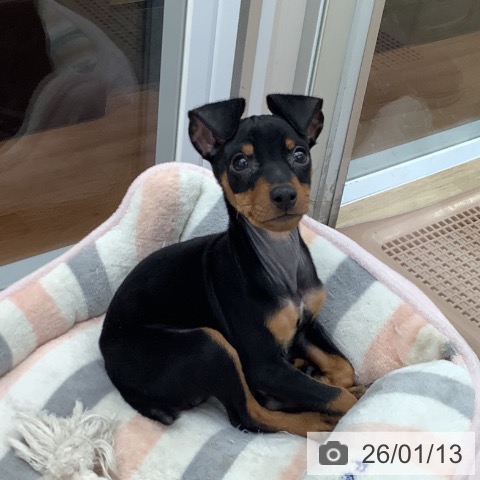 大阪府のミニチュアピンシャー (ペットプラス りんくう泉南店/2025年11月6日生まれ/男の子/ブラックタン)の子犬の3枚目の画像