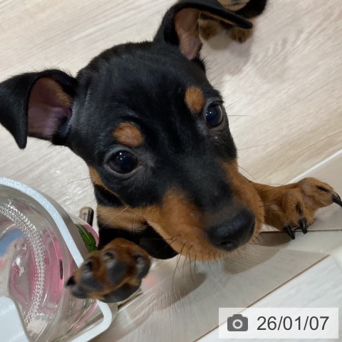 大阪府のミニチュアピンシャー (ペットプラス 堺鉄砲町店/2025年11月6日生まれ/男の子/ブラックタン)の子犬の4枚目の画像