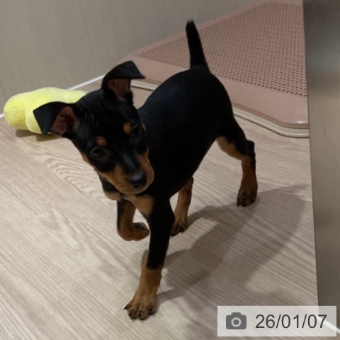 大阪府のミニチュアピンシャー (ペットプラス 堺鉄砲町店/2025年11月6日生まれ/男の子/ブラックタン)の子犬の3枚目の画像