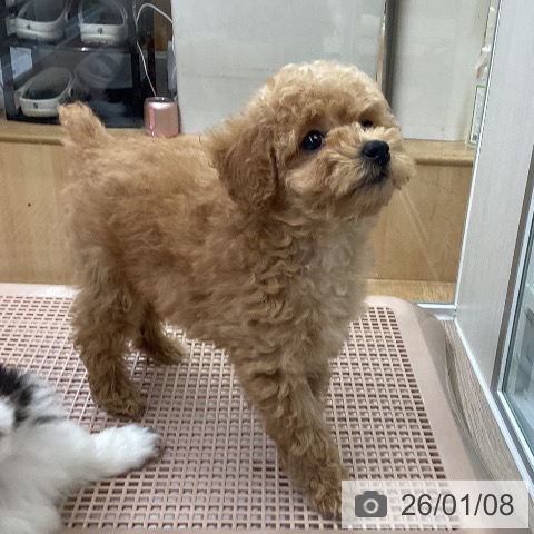 大阪府のトイプードル(トイ) (ペットプラス ららぽーと和泉店/2025年11月5日生まれ/男の子/オレンジフォーン)の子犬の4枚目の画像