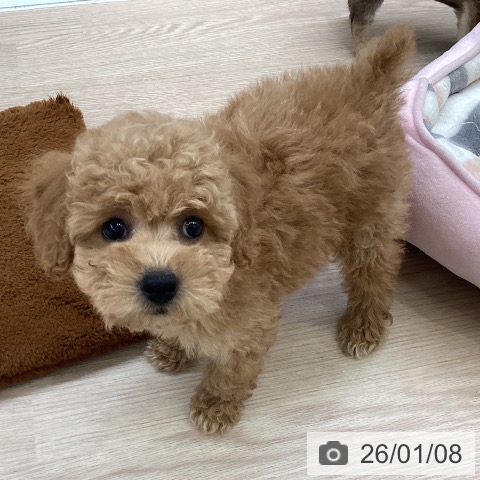 大阪府のトイプードル(トイ) (ペットプラス ららぽーと和泉店/2025年11月5日生まれ/男の子/オレンジフォーン)の子犬の3枚目の画像