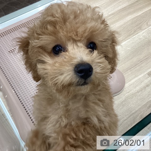 トイ・プードルの写真