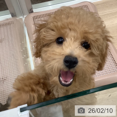 大阪府のトイプードル(トイ) (ペットプラス 鶴見店/2025年11月5日生まれ/男の子/オレンジフォーン)の子犬の3枚目の画像