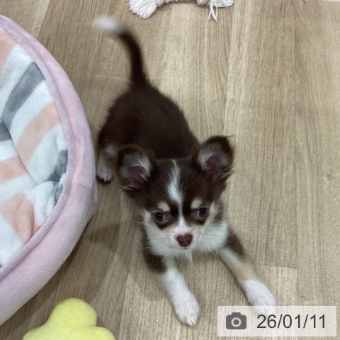 新潟県のチワワ(ロング) (ペットプラス 新潟南店/2025年10月27日生まれ/男の子/チョコレートタンホワイト)の子犬の4枚目の画像