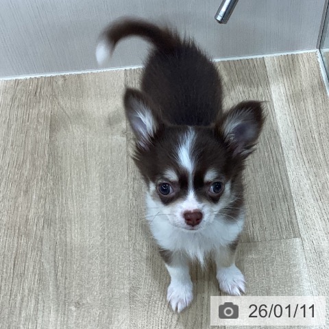 新潟県のチワワ(ロング) (ペットプラス 新潟南店/2025年10月27日生まれ/男の子/チョコレートタンホワイト)の子犬の3枚目の画像